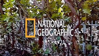 SouthMerican - National Geography