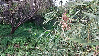 Granny Looks for a Lover Nacked in the Woods