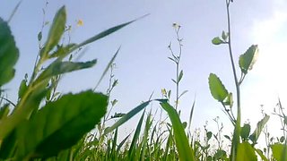 Abida Parveen Gets Fucked Hard in Khet, Then Stopped When Someone Comes