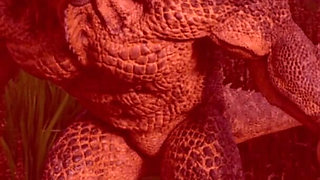 Fucking My Pregnant Stepsister in the Barn