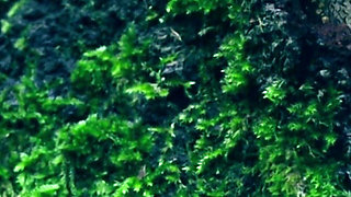 Hair Worship Natural Goddess Domination