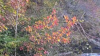 Risky Public Hiking Trail Striptease Leads to POV Blowjob