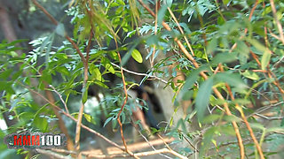 Nataly Divine Girl Sucking Her BF in the Wood, Shoot by a Voyeur