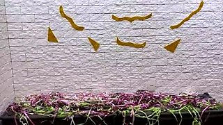 Leann amateur beautiful brunette with big boobs